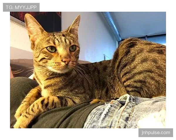 袁悦这生活，工资卡都快养不起她的猫了？